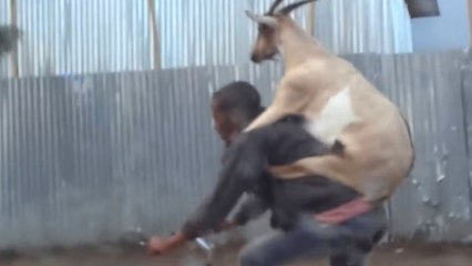 Cet Ethiopien aime tellement sa chèvre qu'il la porte sur son dos !