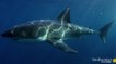 Australie : Un requin blanc de 3 mètres mangé par un super-prédateur ?