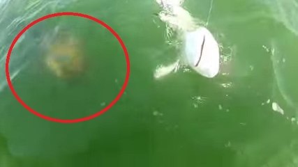 Un poisson géant avale un requin d'une seule bouchée !