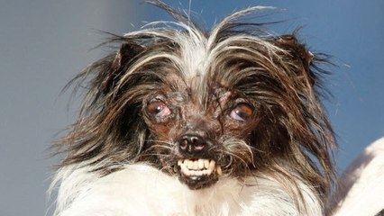 Découvrez Peanut, le nouveau chien le plus laid du monde