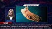 Ancient Vampire Squid Species Identified and Named After US President - 1BREAKINGNEWS.COM