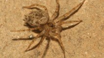 Belgique : Une espèce d'araignées inédite découverte dans un musée