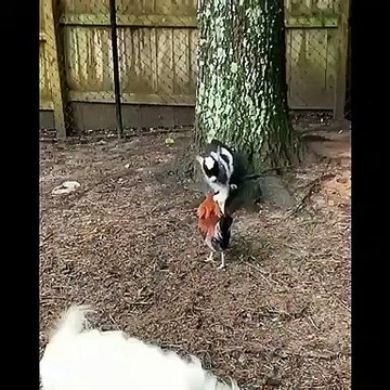 مواقف مضحكه جدا مع الخرفان والتيس شاهد لا يفوتك فله وناسه Laughing hysterically with animals 1 part