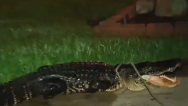 En Floride, un énorme alligator a terrorisé un couple devant leur maison