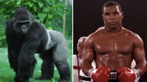 Le jour où Mike Tyson a proposé 10 000 dollars à un zoo pour se battre contre un gorille