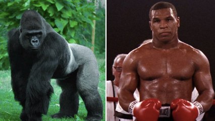 Le jour où Mike Tyson a proposé 10 000 dollars à un zoo pour se battre contre un gorille