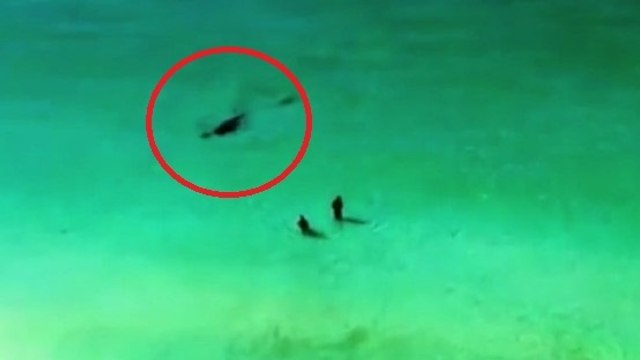 Deux baigneurs sont passés près de la mort à côté de ce requin