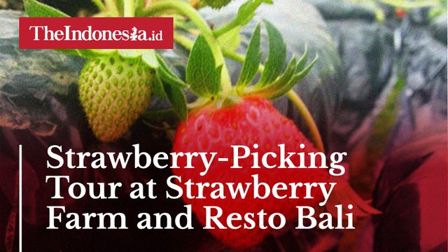 Strawberry-Picking Tour at Strawberry Farm and Resto Bali