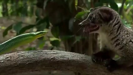 Ular Gonyosoma Lawan Musang, Siapa Yang Menang