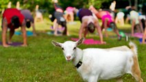 Faire du yoga avec une chèvre ou des pilates sur un skateboard... Voici des nouveaux entraînements bizarres mais efficaces