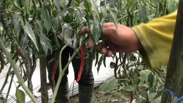 Terdampak Abu Erupsi Merapi, Petani di Magelang Terpaksa Panen Dini