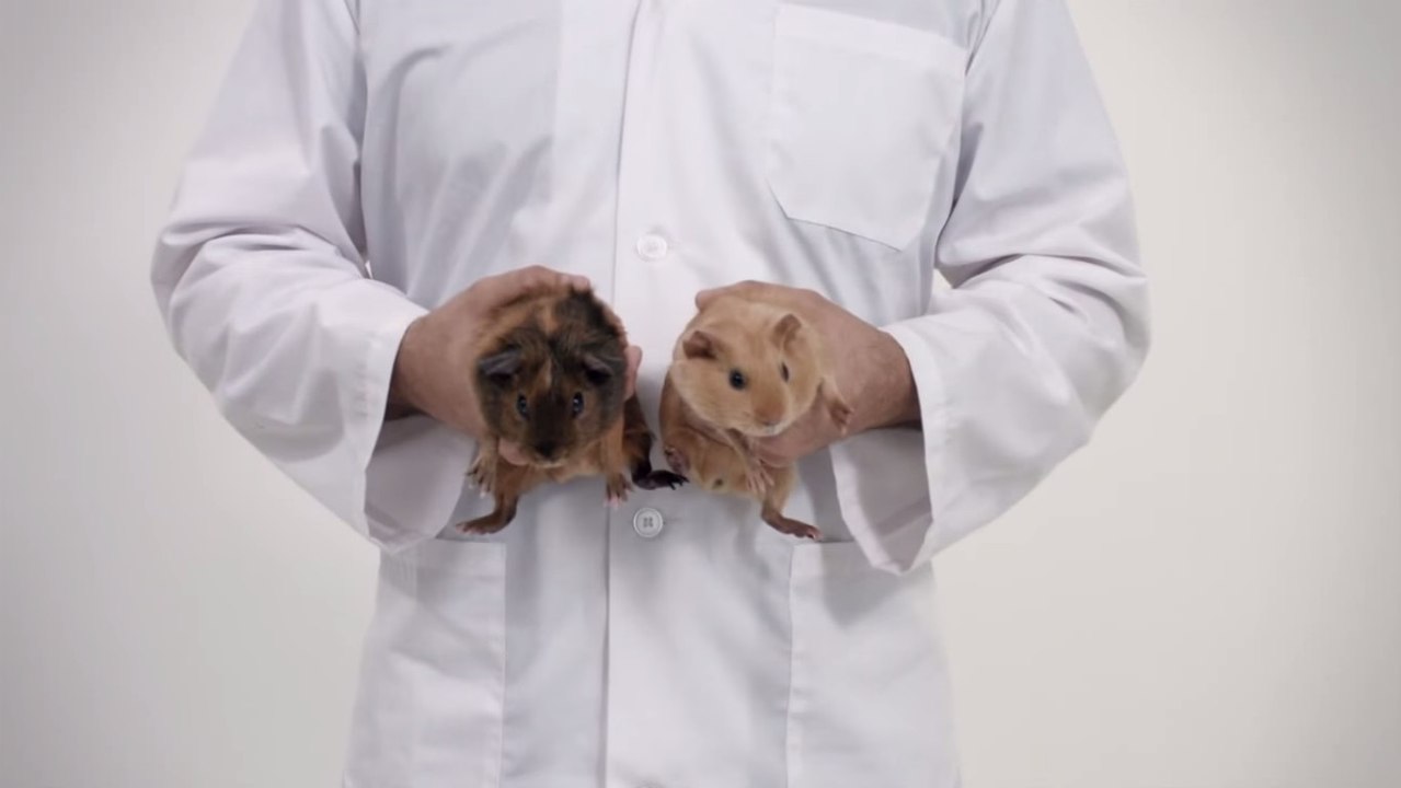 Comment soigner et prendre soins de ses...Cuys