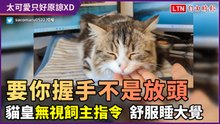 「要你握手不是放頭！」貓皇不聽指令　舒服睡大覺