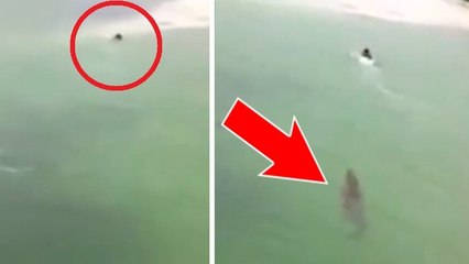 Ce touriste n'aurait jamais dû s'aventurer à nager dans ce lagon