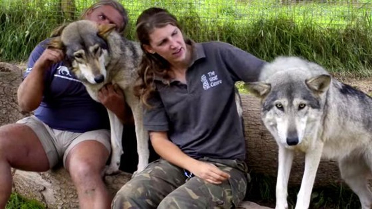 Shaun Ellis, l'homme qui vivait avec une meute de loups