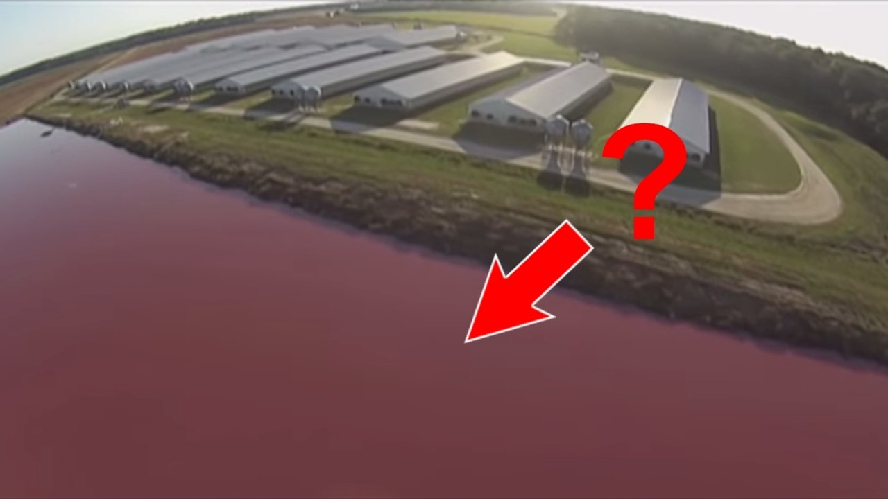 Ces fermes d'élevage animal intensif cachent un véritable problème sanitaire