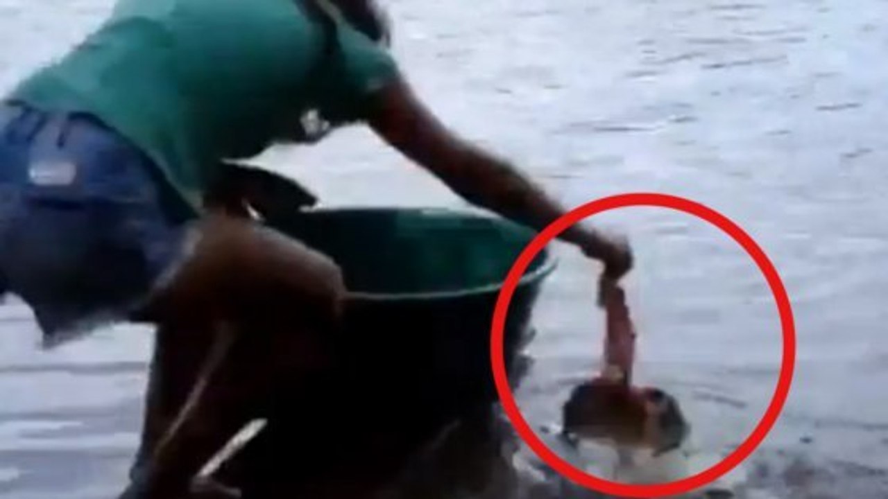 La façon la plus extrême de pêcher des piranhas