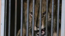 Ya están en Alicante varios leones rescatados de Ucrania