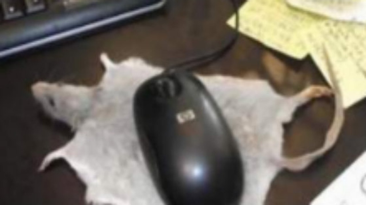 Leboncoin.fr : il vend un tapis de souris en peau de rat
