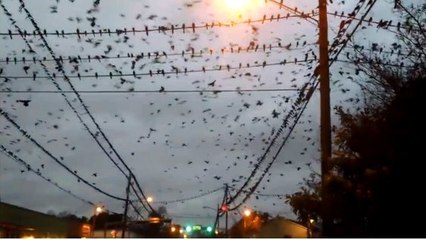 Une invasion apocalyptique d'oiseaux en plein centre ville