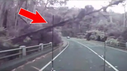 Un automobiliste a failli se faire écraser par une chute d'arbres sur la route