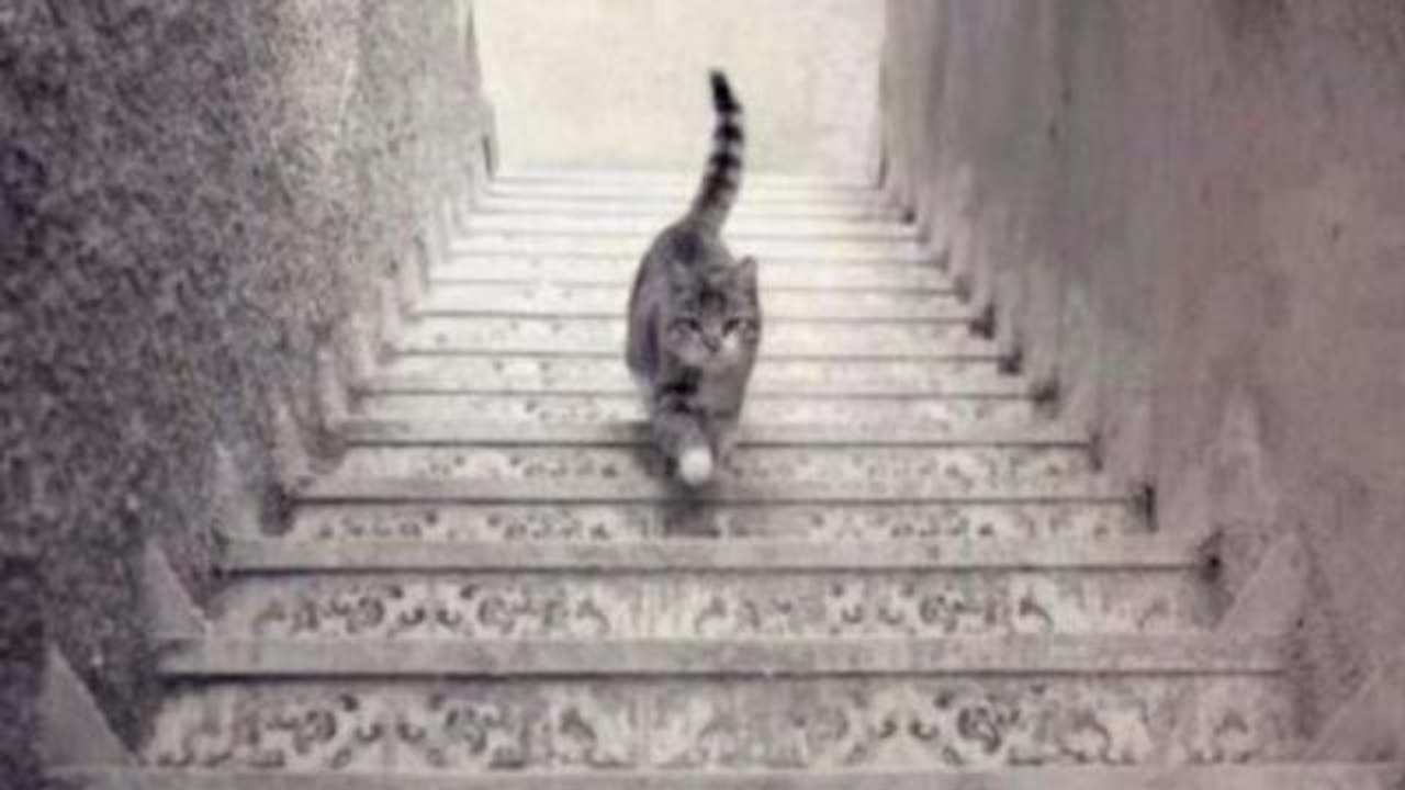 Ce chat monte-t-il ou descend-t-il les marches ? La photo qui enflamme le Web
