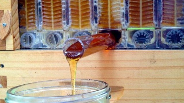 Flow Hive : ce projet de ruche a permis d'obtenir 2,05 millions d'euros en 48 heures à ses créateurs