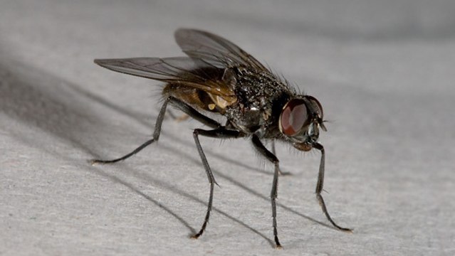 Leboncoin.fr : il vend une mouche domestiquée