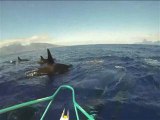 Killer whales swim around fishing boat near Tahiti