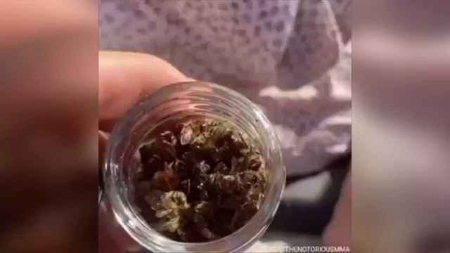 UFC : Conor McGregor surprend tout le monde...en mangeant des abeilles mortes