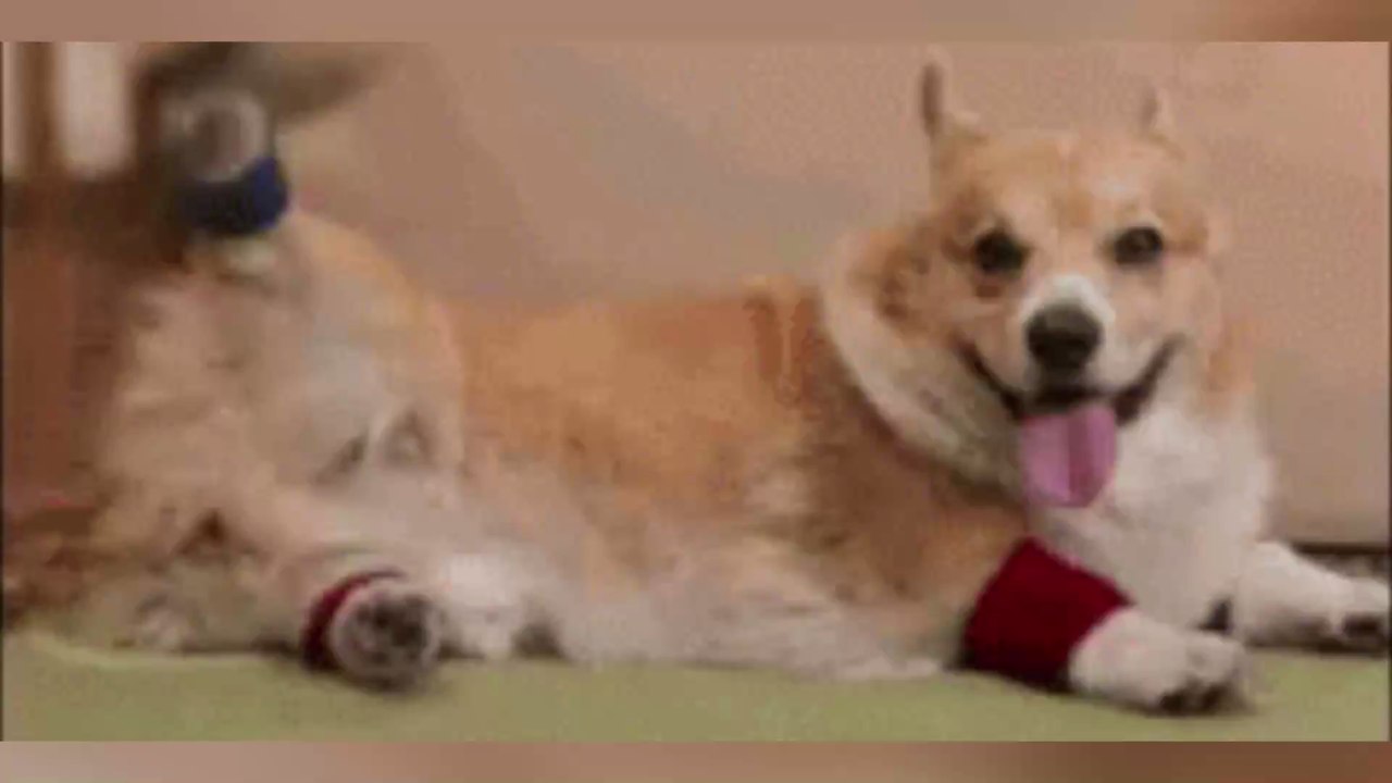 Étirement cuisses : les meilleurs exercices pour étirer vos cuisses