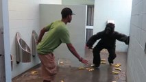 Un gorille sème la terreur dans les toilettes publiques
