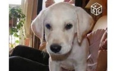 Leboncoin.fr : il donne son petit chien qui s'appelle comme lui