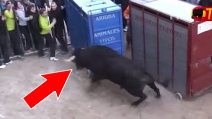 Un taureau énervé sème la panique en ouvrant lui-même sa cage