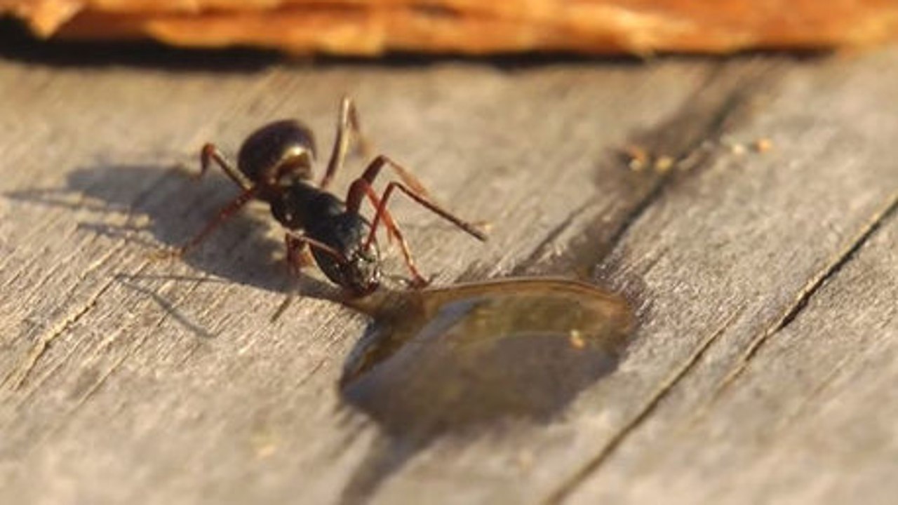Que se passe-t-il quand une fourmi boit de la vodka ?