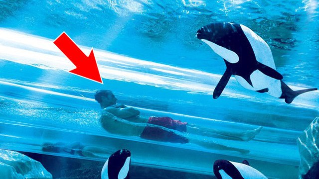 Dolphin Plunge : le toboggan qui vous fait glisser au milieu des dauphins