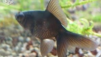 Le Bon Coin : une annonce pour des poissons rouges noirs