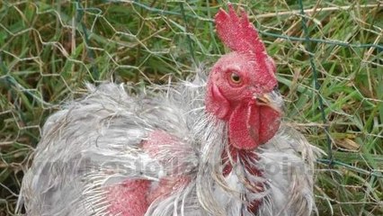 Le Bon Coin : une annonce animalière qui ne vole pas haut