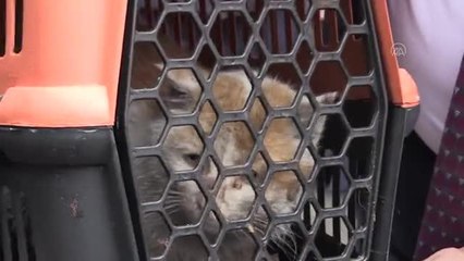 Elazığ'da depremden kurtarılan "Toros" hayatını kaybetti