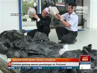 182,000 ekor benih udang dirampas