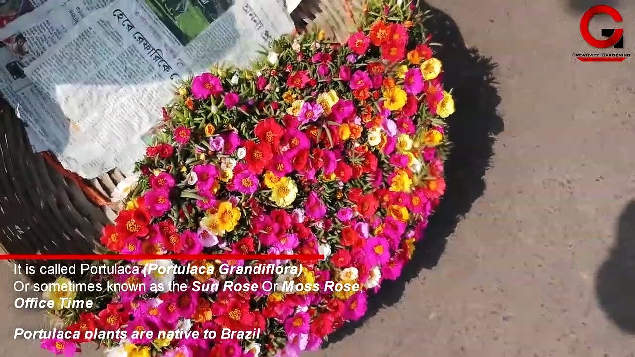 How to Propagate Portulaca/Moss Rose from Cuttings(With Update Videos)