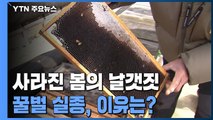 사라진 봄의 날갯짓...전국적으로 꿀벌 실종, 이유는? / YTN