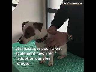 À Aubagne, cet ostéopathe propose des massages pour les animaux