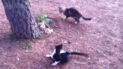 Vous aurez des larmes dans vos yeux de rire - La compilation FUNNIEST Cats