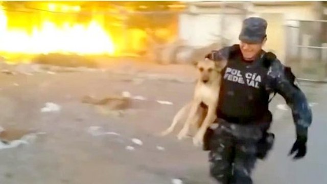 Mexique : un policier met sa vie en danger pour sauver un chien d'un incendie