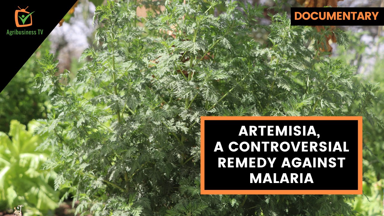 Documentary: Artemisia, a controversial remedy against malaria