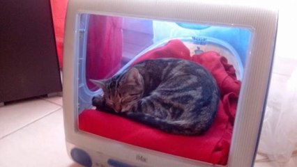 Le Bon Coin : offrez-vous un "Panier pour chat geek"