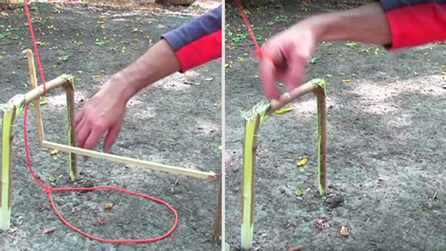 Trois techniques pour piéger du gibier et survivre en pleine nature