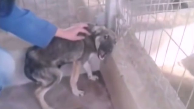 Une chienne maltraitée toute sa vie se fait caresser pour la première fois