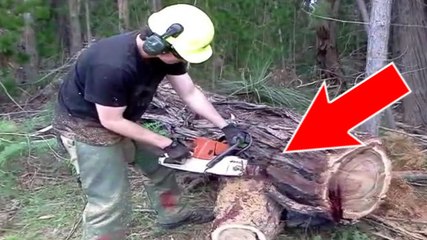 Un liquide étrange coule de cet arbre quand on le coupe